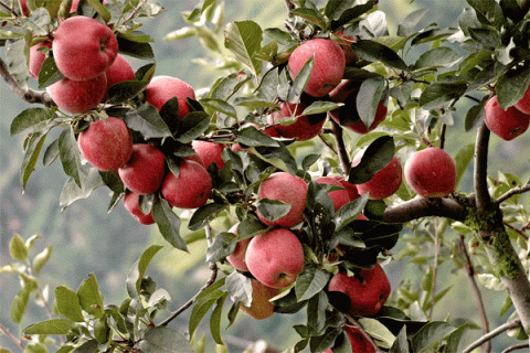 10-apple_orchard_bg