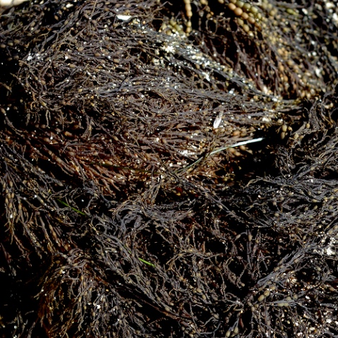 8-black-seaweed-2